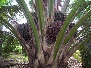 oilpalms